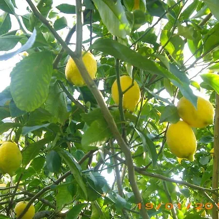 Hotel La Magnolia - Centre Sorrento